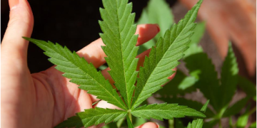 The Legalization of Marijuana and Delta 9