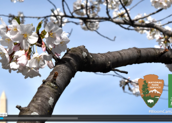 The Beauty And Significance Of Sakura: Japan’s Beloved Cherry Blossoms – Kavan Choksi