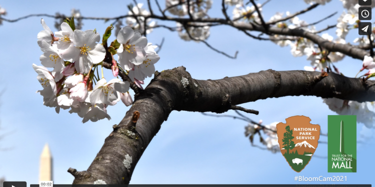 The Beauty And Significance Of Sakura: Japan’s Beloved Cherry Blossoms – Kavan Choksi