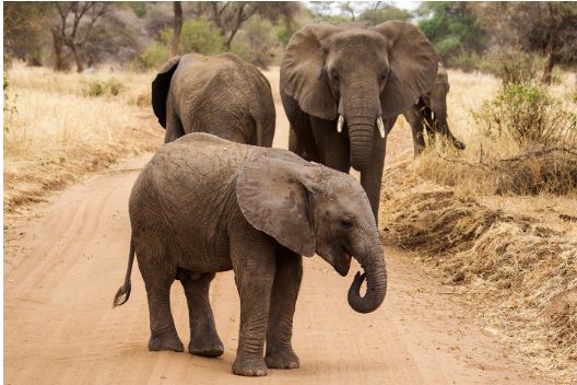 The Human Workforce of a Tanzania Safari: The People Behind Every Moment