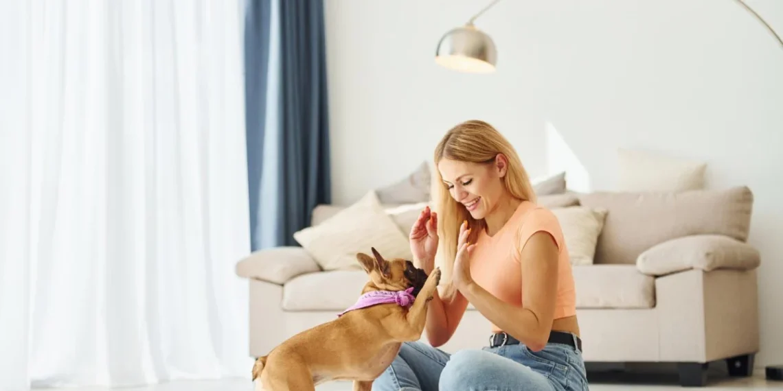 Indoor Calm Made Easy: How to Stop Your Dog from Getting Bored at Home
